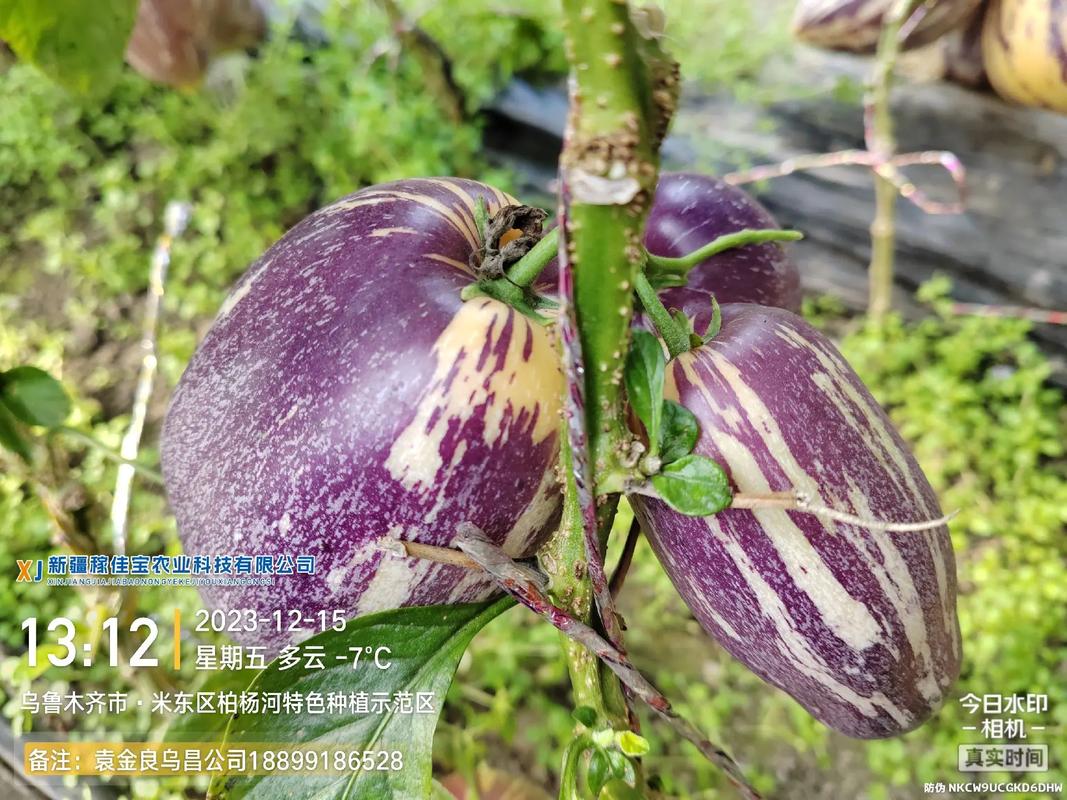 新疆稼佳宝农业科技,精准水肥一体化施肥技术服务,食品
