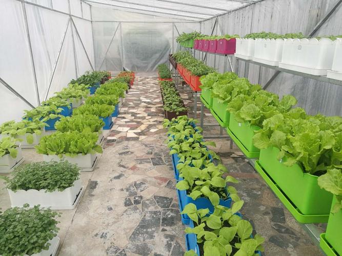 院植保所科技人员赴鹤岛农业科技进行技术指导