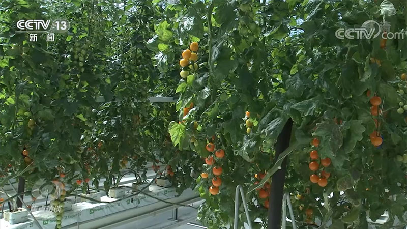 焦点访谈: "大食物观"让百姓餐桌更丰富_中安在线