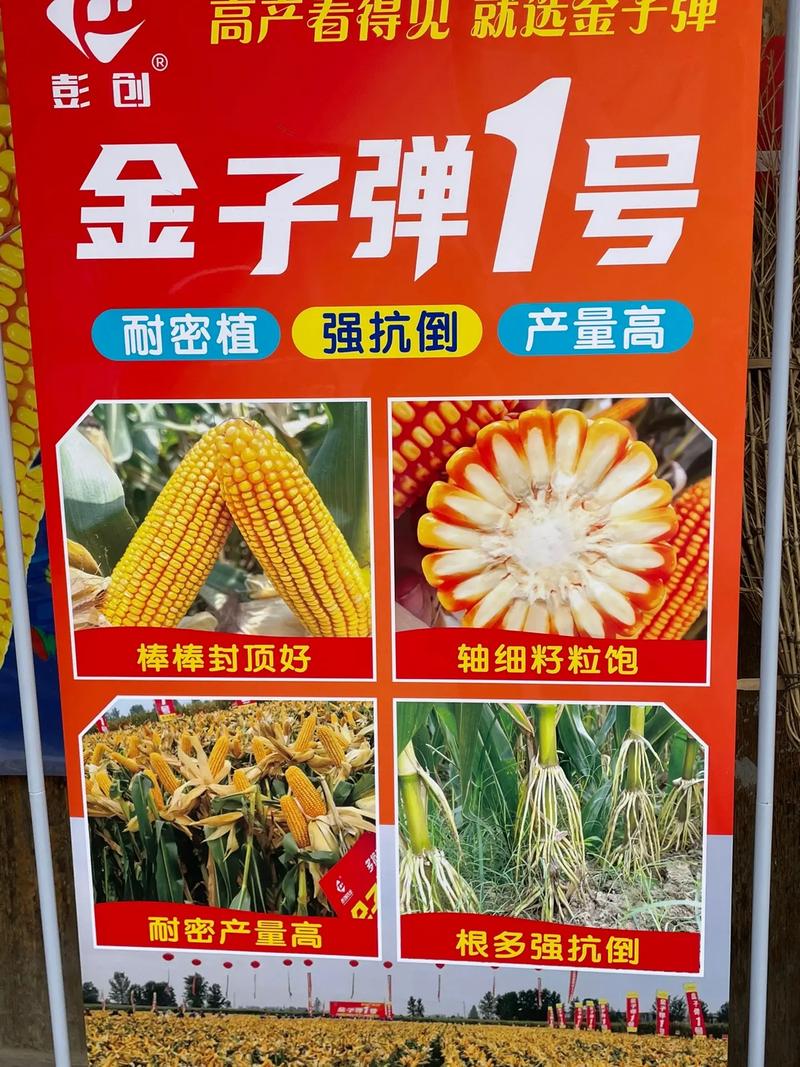 河南豫玉种业:彭创农业科技隆重推出一款耐密,强抗倒伏