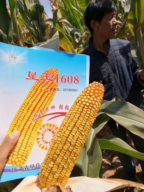 宁夏华瑞优丰农业科技2019年玉米产品亮剑宁夏引扬黄灌区