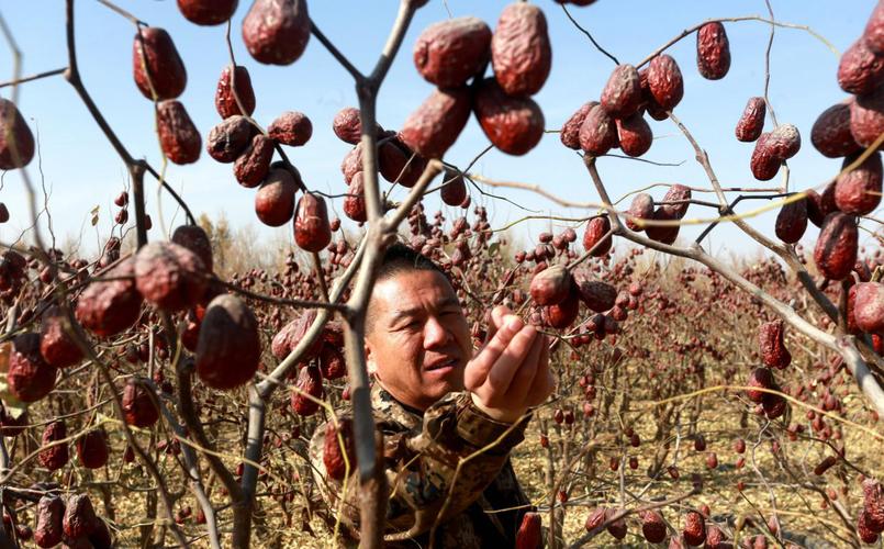 深圳西域仙果农业科技