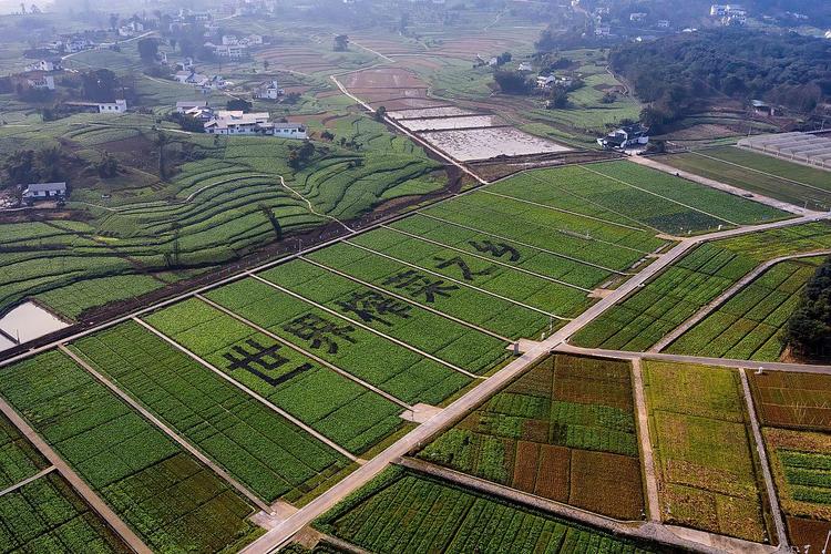 重庆郊区生态循环农业科技:引领未来农业新体验与有机农产品潮流